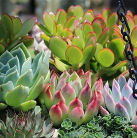 New Garden Center Products